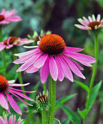 Perennial Coneflower Seeds for  Beautiful Flowers
