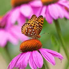 Coneflower Seeds for Attracting Bees and Butterflies