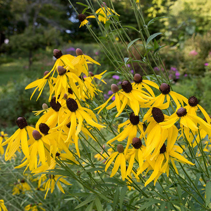 Yellow Coneflower Flower Seeds