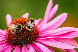 Coneflower Seeds for Attracting Bees and Butterflies