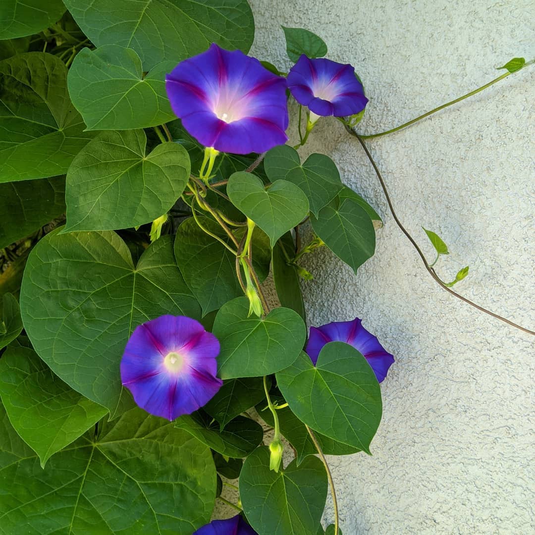 Blue Star Morning Glory Blumensamen