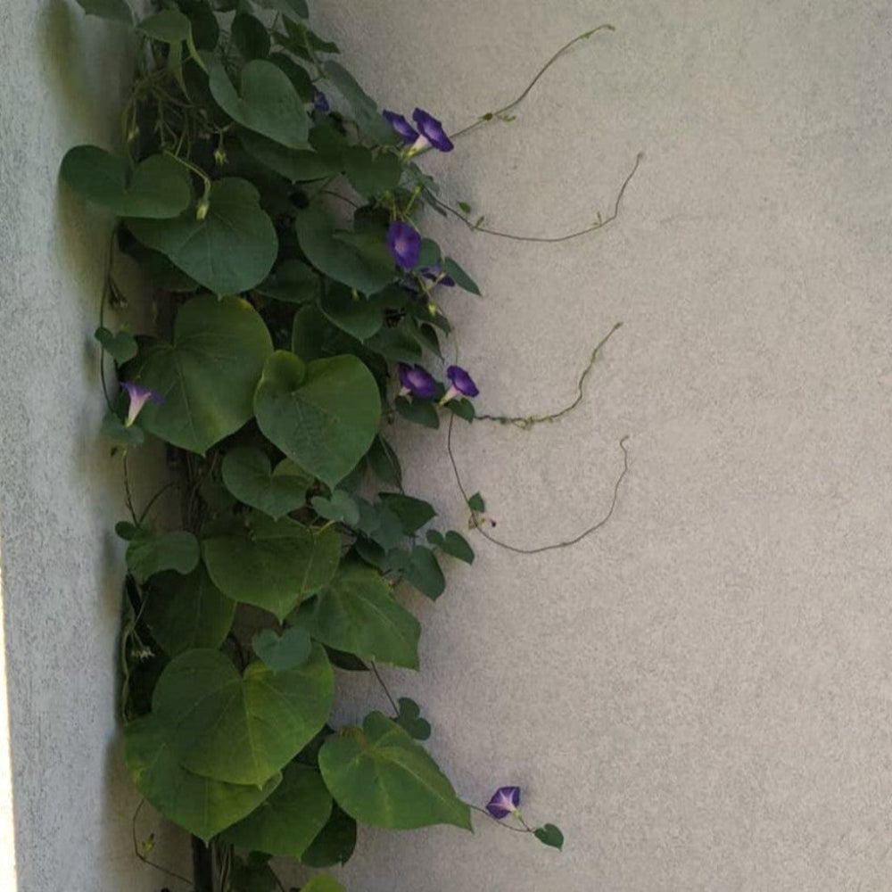 Blue Star Morning Glory Blumensamen