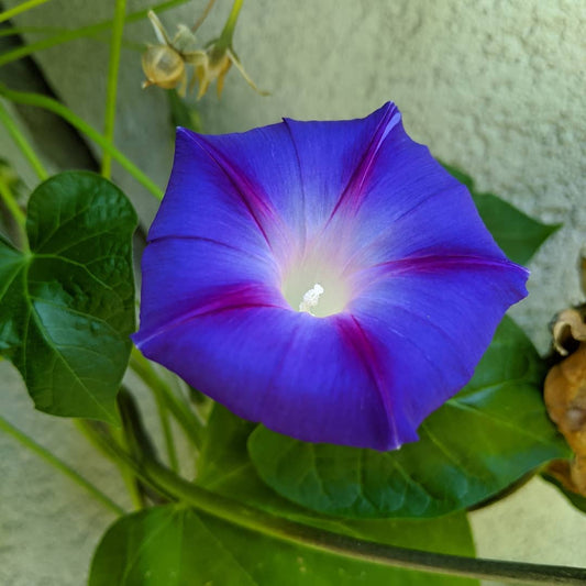 Blue Star Morning Glory Flower Seeds