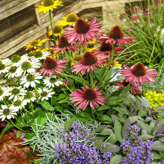 Bulk Coneflower Seeds  Create a Stunning Natural Landscape
