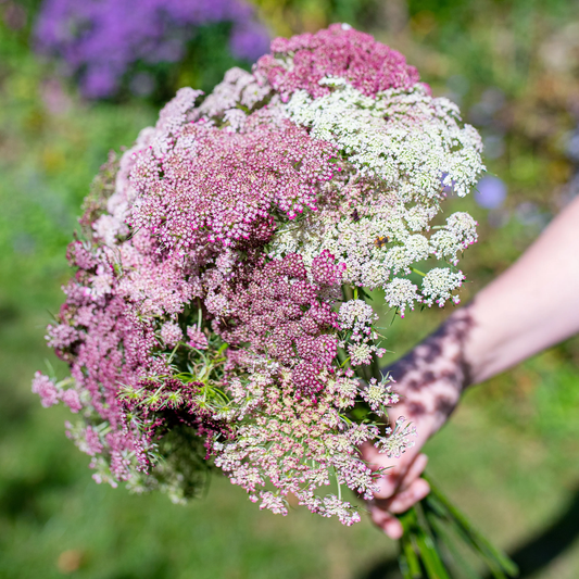 Queen Anne's Lace Flower Seeds