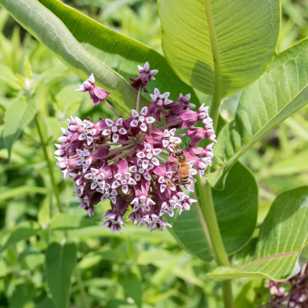 Common Milkweed Flower  Seeds