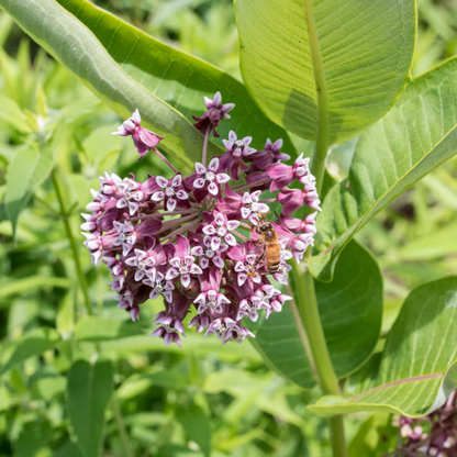Common Milkweed Flower  Seeds