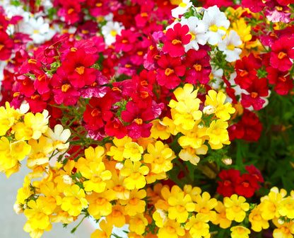 Nemesia Strumosa Flower Seeds