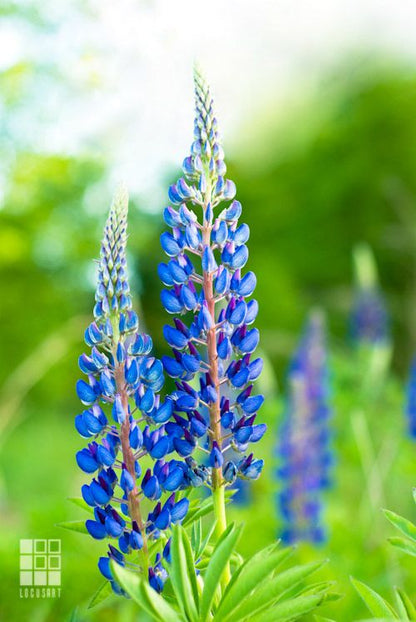 Lupine Wildflower Seeds blue