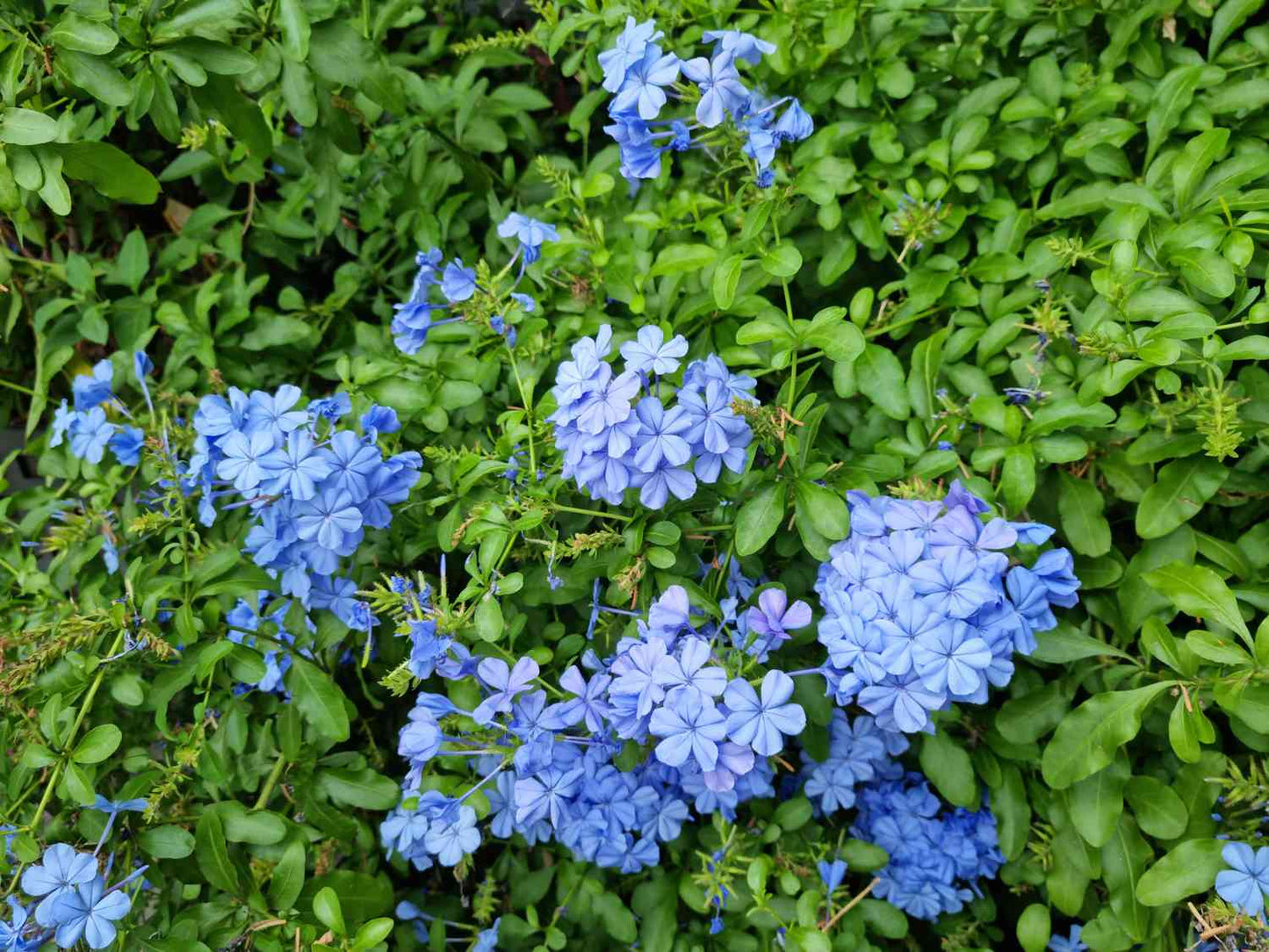 yarrow flower seeds blue