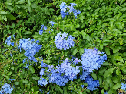 yarrow flower seeds blue
