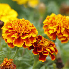 Vibrant Marigold Seeds