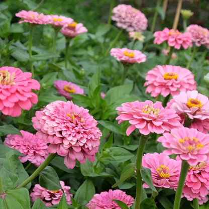 Zinnia Pink seeds for Planting