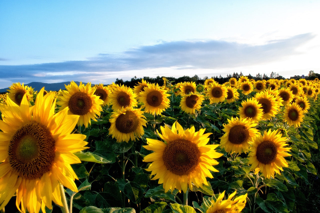 Sunflower Seeds for Planting to Plant Yellow FLowers