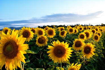 Sunflower Seeds for Planting to Plant Yellow FLowers