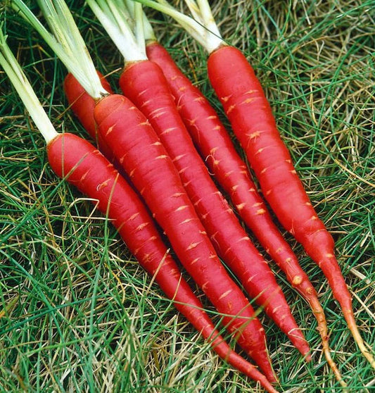 Vegetable Carrot Seeds for Home Gardening