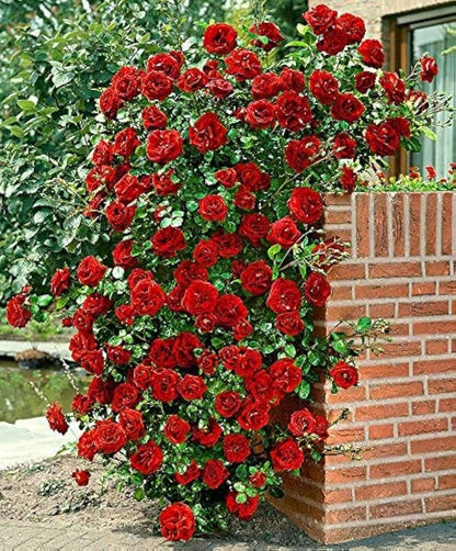 Red Rose Seeds – For Outdoor Planting