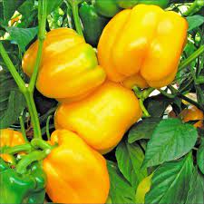 Graines de poivron jaune pour la plantation