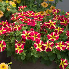 Petunia Flower Seeds for Planting Thick Yellow with Maroon