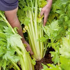 Home Garden Celery Seeds