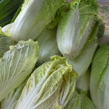 Chicory Green and white  Seeds - for Gardens