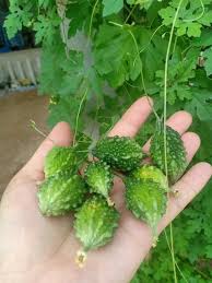 Baby-Bittermelonen-Samen