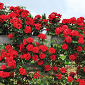 Red Rose Seeds – For Outdoor Planting