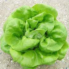 Heirloom Lettuce Seeds – Non-GMO for Planting
