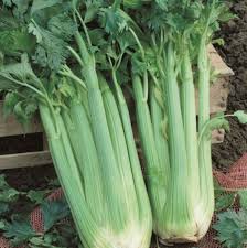 Home Garden Celery Seeds