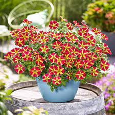 Petunia Flower Seeds for Planting Thick Yellow with Maroon