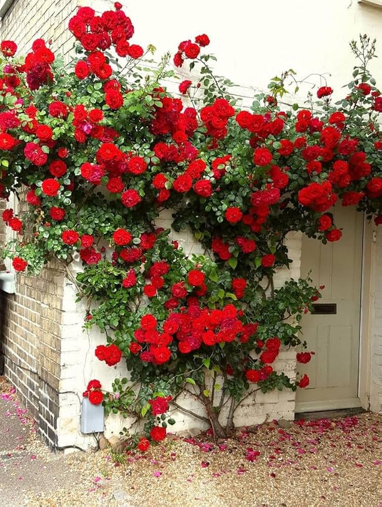 Red Rose Seeds – For Outdoor Planting