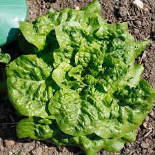 Heirloom Lettuce Seeds – Non-GMO for Planting