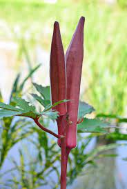 Piante di Okra Rossa nel Tuo Orto Domestico