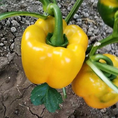 植えるための黄色ピーマンの種
