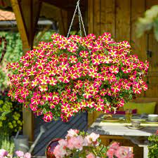 Petunia Flower Seeds for Planting Thick Yellow with Maroon