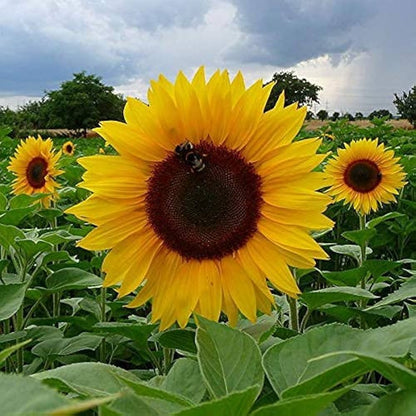 Sunflower Seeds for Planting to Plant Yellow FLowers