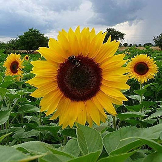 Sunflower Seeds for Planting to Plant Yellow FLowers