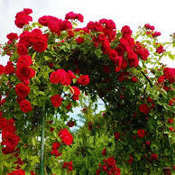 Red Rose Seeds – For Outdoor Planting