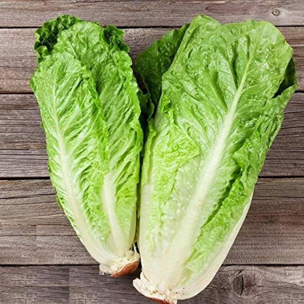 Heirloom Lettuce Seeds – Non-GMO for Planting