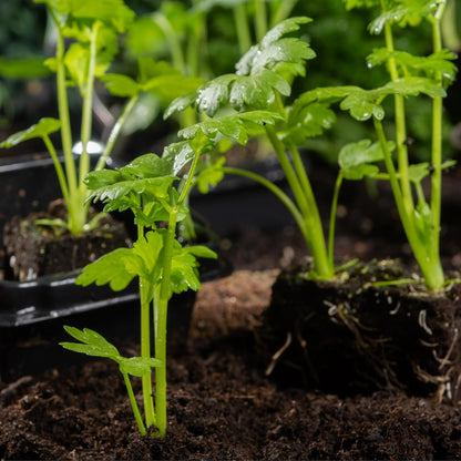 Home Garden Celery Seeds