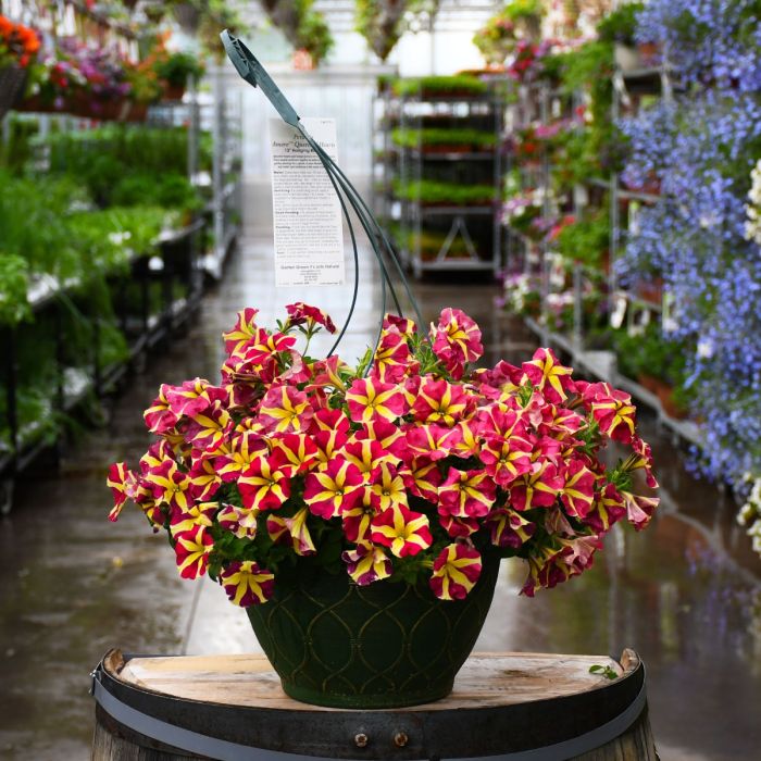 Petunia Flower Seeds for Planting Thick Yellow with Maroon
