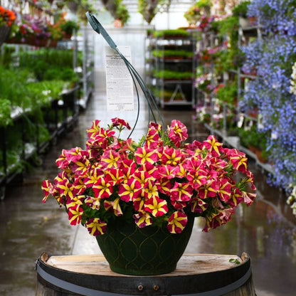 Petunia Flower Seeds for Planting Thick Yellow with Maroon