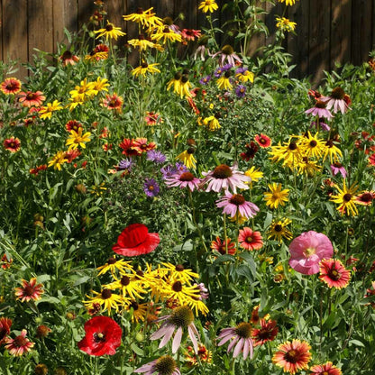 Daisy Wildflower Mix