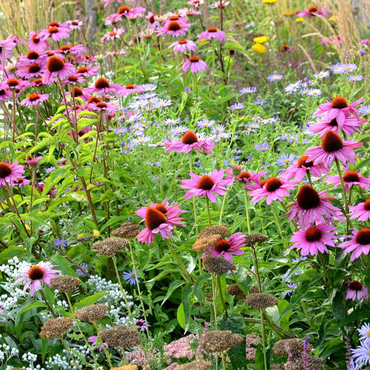 Easy Coneflower Seeds Perfect for Flower Beds