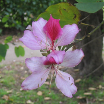 Pink Bauhinia Variegata Flower Seeds