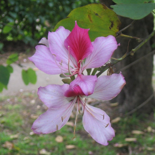 Pink Bauhinia Variegata Flower Seeds
