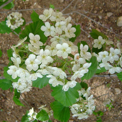 Downy Hawthorn Flower Seeds
