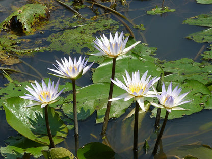 White Water Lily Flower Seeds