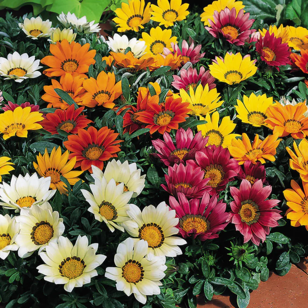 Semillas de flores de gazania