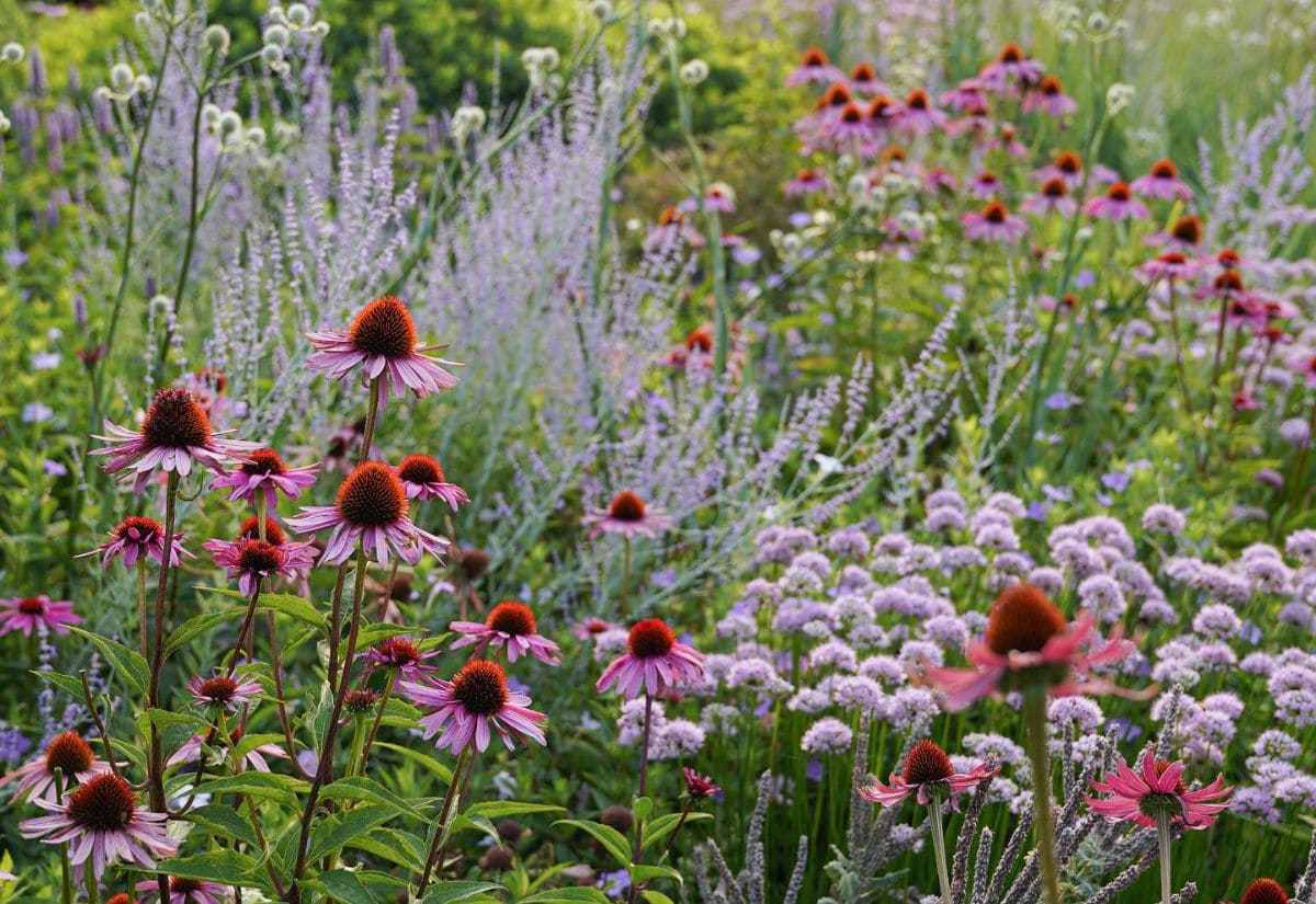 Echinacea Coneflower Seeds for Your Garden